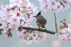 カンムリチメドリ