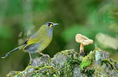 食べ放題でしたっけ？