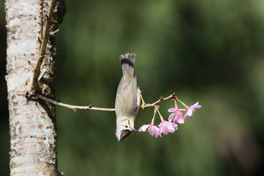 カンムリチメドリ