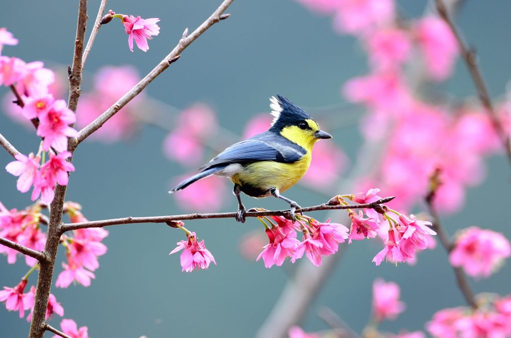 黃山雀花見-1