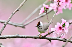 カンムリチメドリの花見