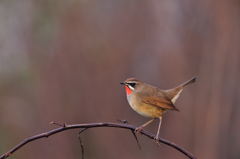 ふとっている ふとっている