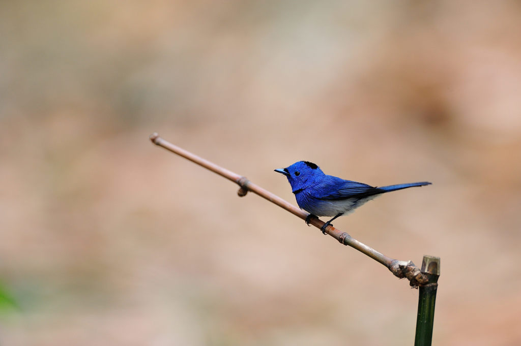 シャワータイム