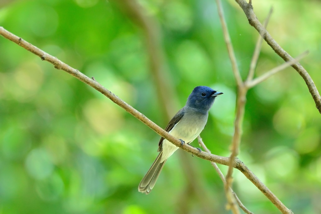 Black-naped Monarch