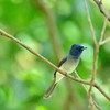 Black-naped Monarch