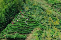 茶園-2