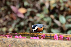 一番綺麗のは誰？