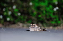 眠きけど 眠きけど