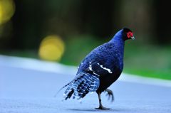 帝雉（テイキジ）-3