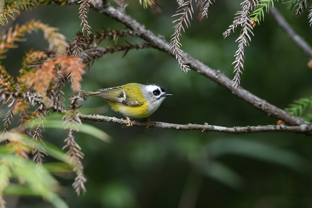 ニイタカキクイタダキ