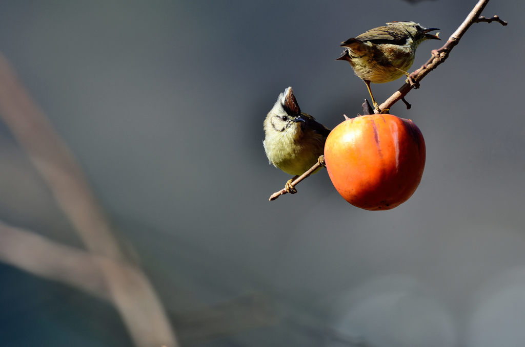 長く食べるのかな～～