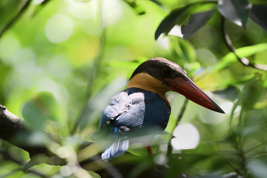 Stork-billed kingfisher