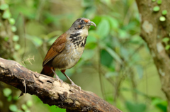 歌いましょうか～～～