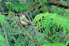 ままはどこ？？？