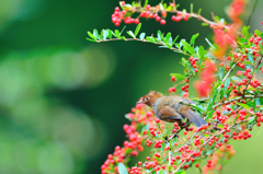 向いてこない 1