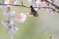 カンムリチメドリ
