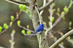 クロエリヒタキ