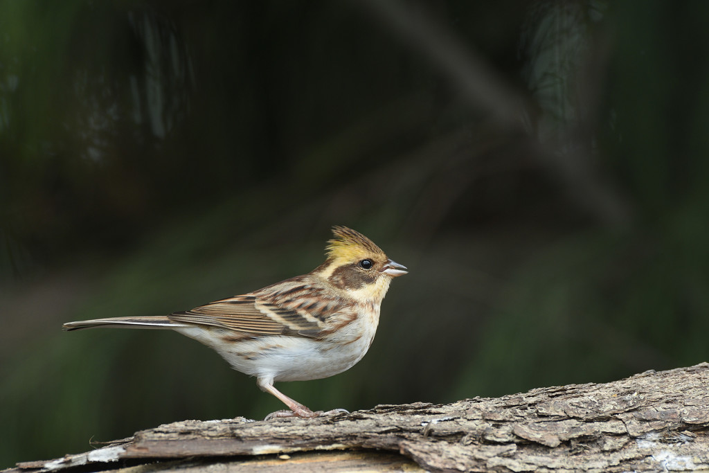 ミヤマホオジロ