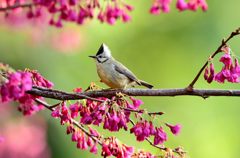 山桜のお花見