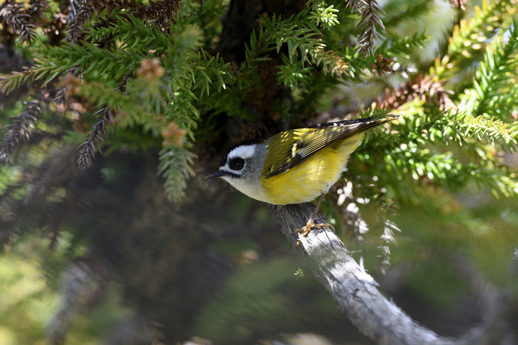 ニイタカキクイタダキ