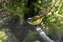 ニイタカキクイタダキ