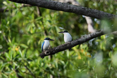 ナンヨウショウビン