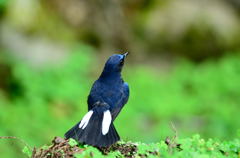 White-tailed Blue Robin 