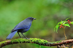 タイプじゃないですぅ