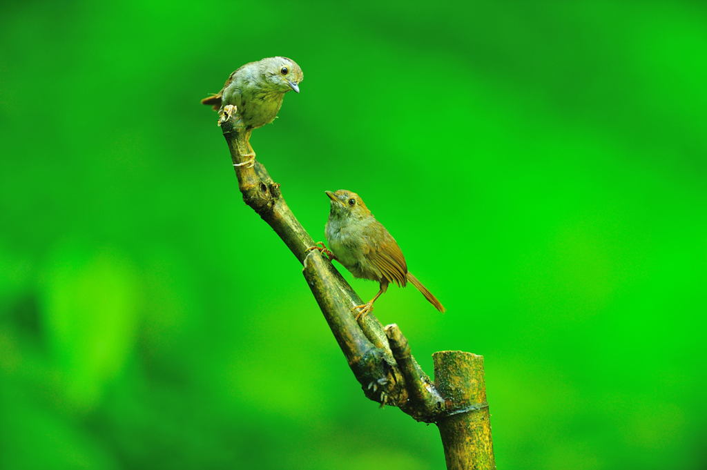 GOULD'S NUN BABBLER