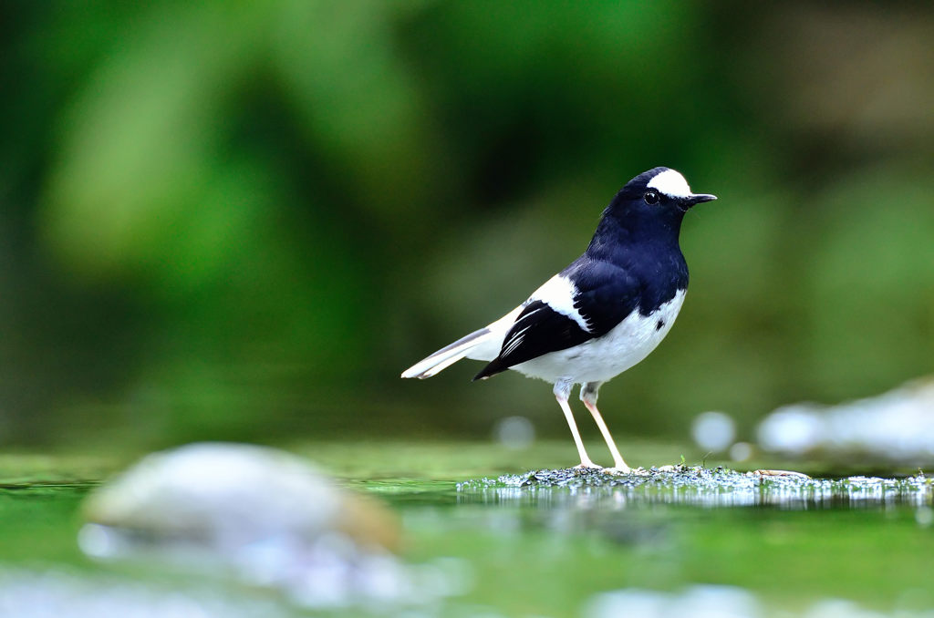 シロクロヒタキ