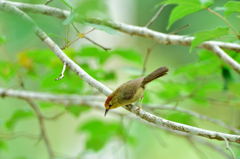 ズアカチメドリ