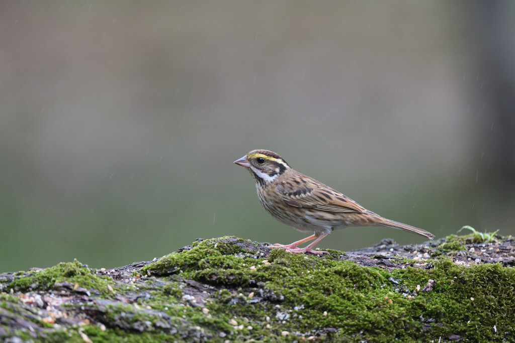 キマユホオジロ