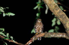 待っていました～～～