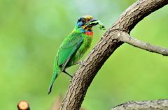 カマキリ最後の姿