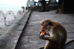 スイカを食って何想ふ