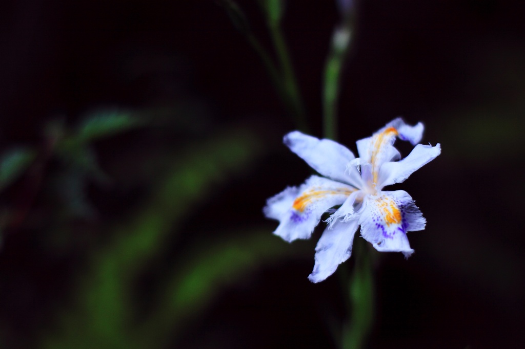 なにかの花