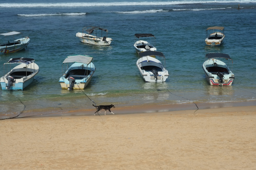 Dogs on the beach