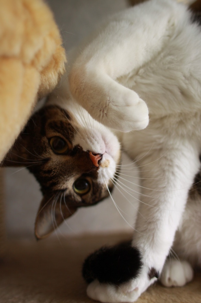 不思議なポーズ