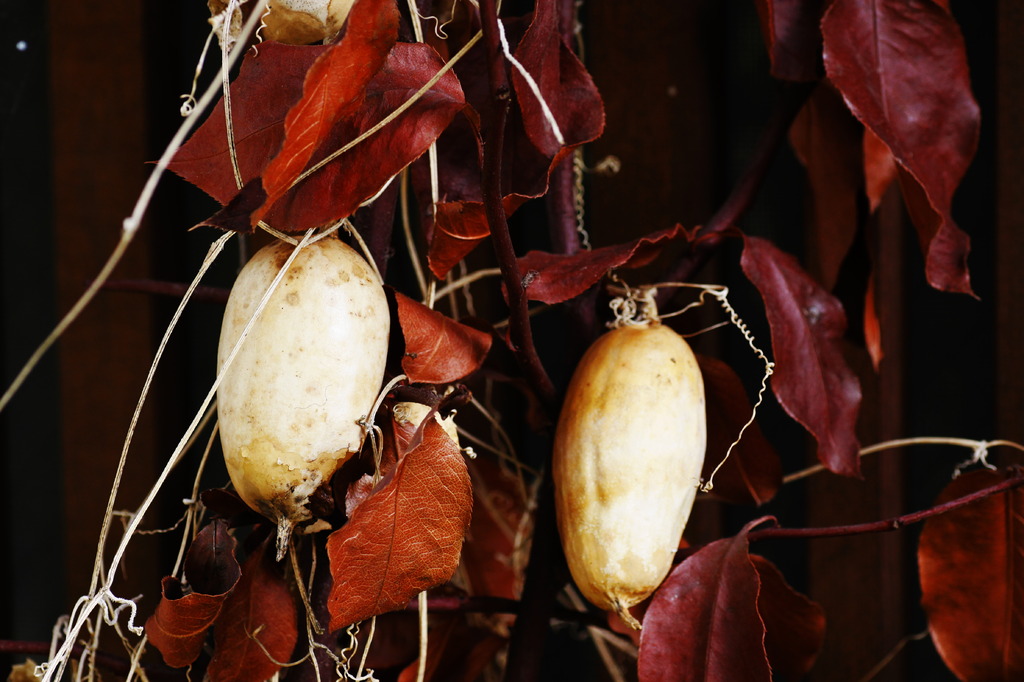 瓜でしょうか？