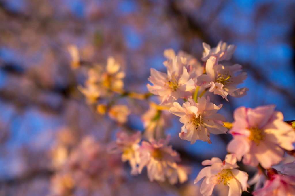 しだれ桜