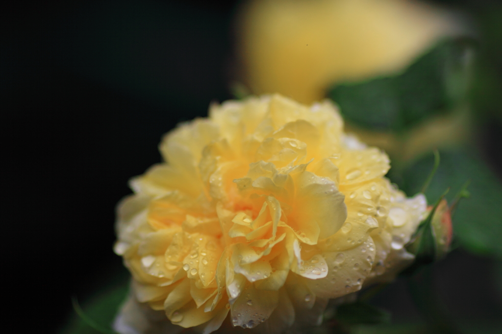 ハッピーチャイルド２