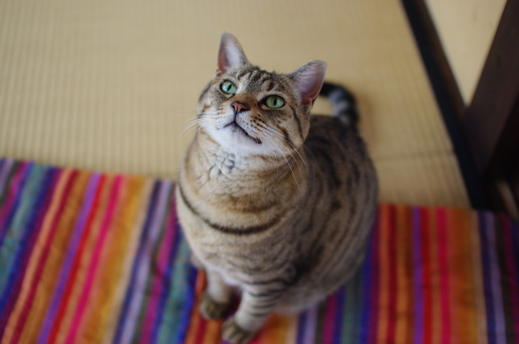 ざらめ