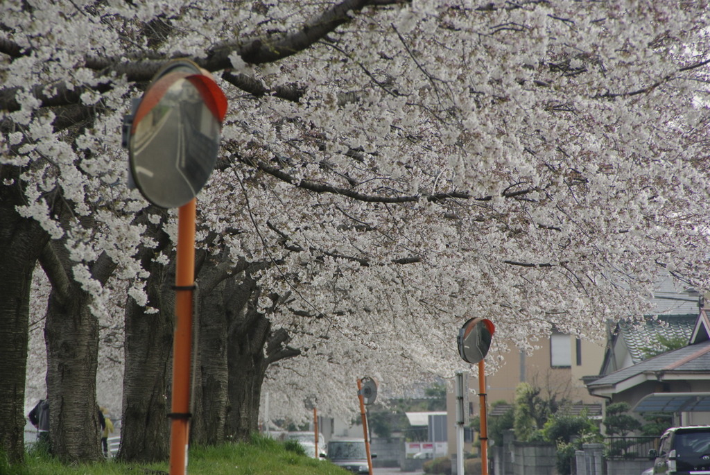 散歩道