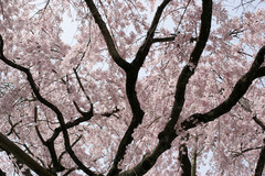 醍醐寺の桜