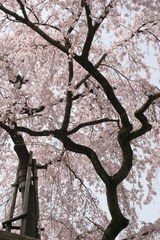 醍醐寺の桜