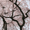 醍醐寺の桜