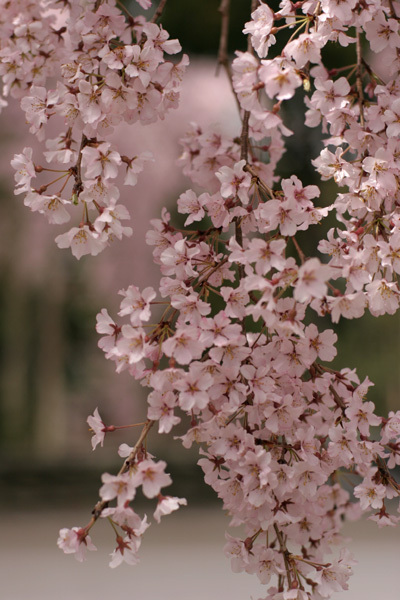 醍醐寺の桜