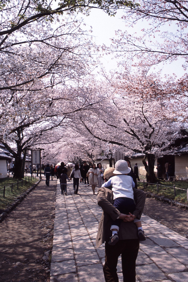 幸せの桜通り