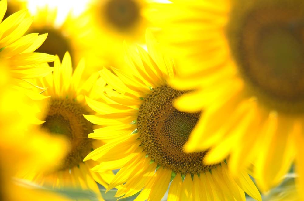 太陽の花