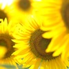 太陽の花
